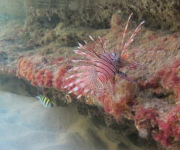 Kosi Mouth Snorkeling Adventure 2